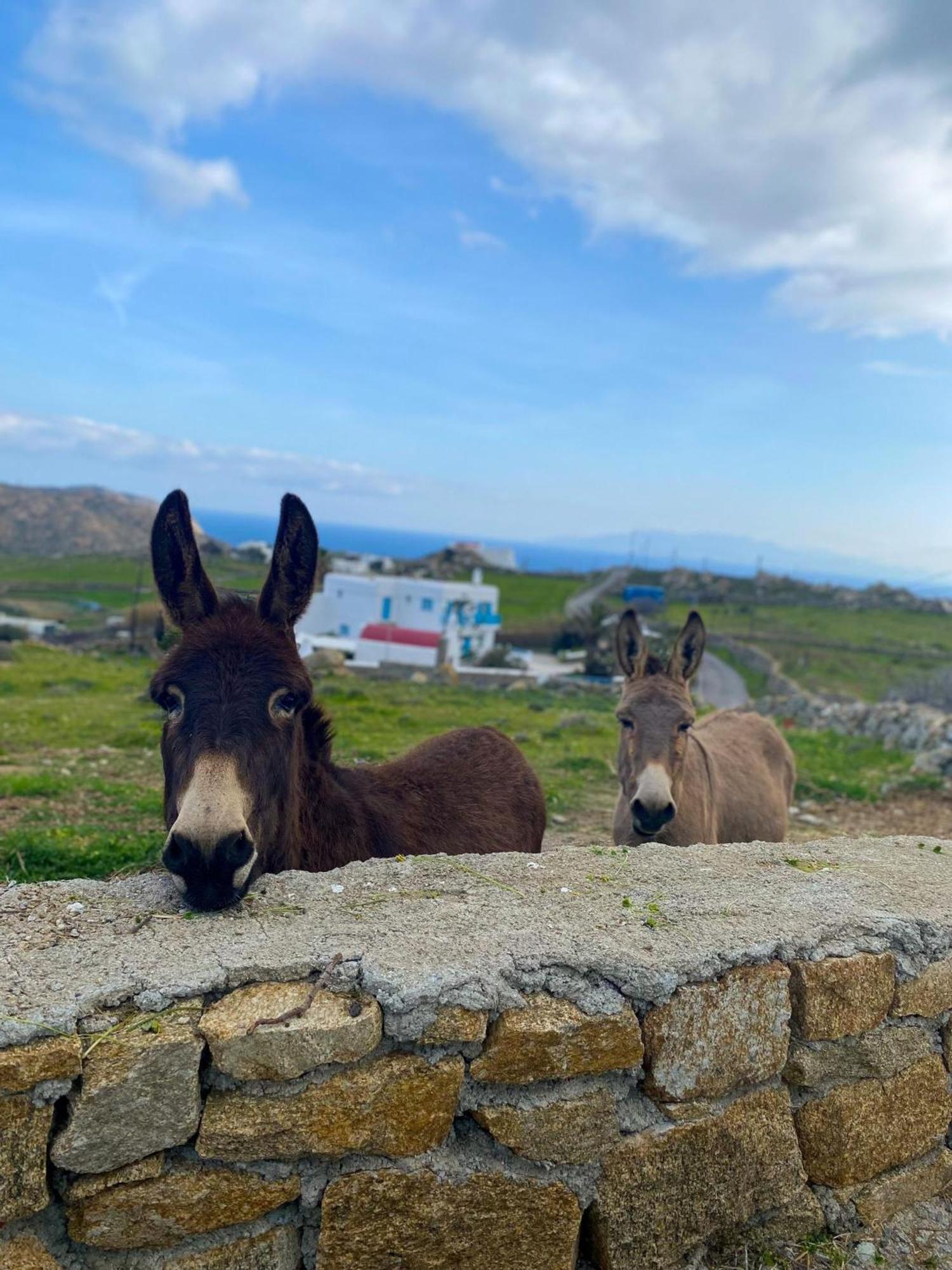 Naira Family Mykonos